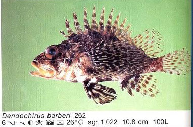 Dendochirus barberi